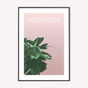 Indische Rubberplant Poster en Canvas Print