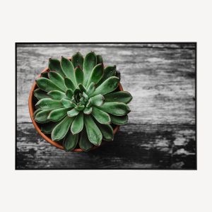 Plantje in Pot met Zwart-Witte Achtergrond