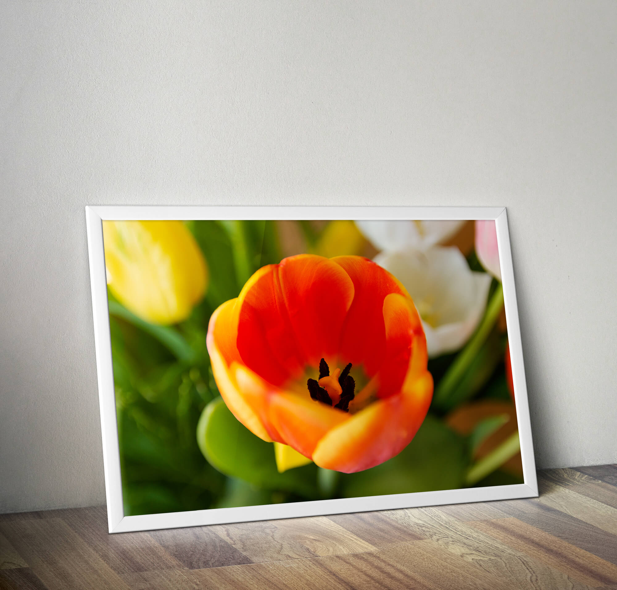 Oranje Tulp Macrofotografie Poster - Bloemen Wanddecoratie