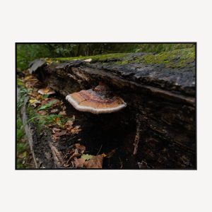 Paddenstoel Poster en Canvas Print