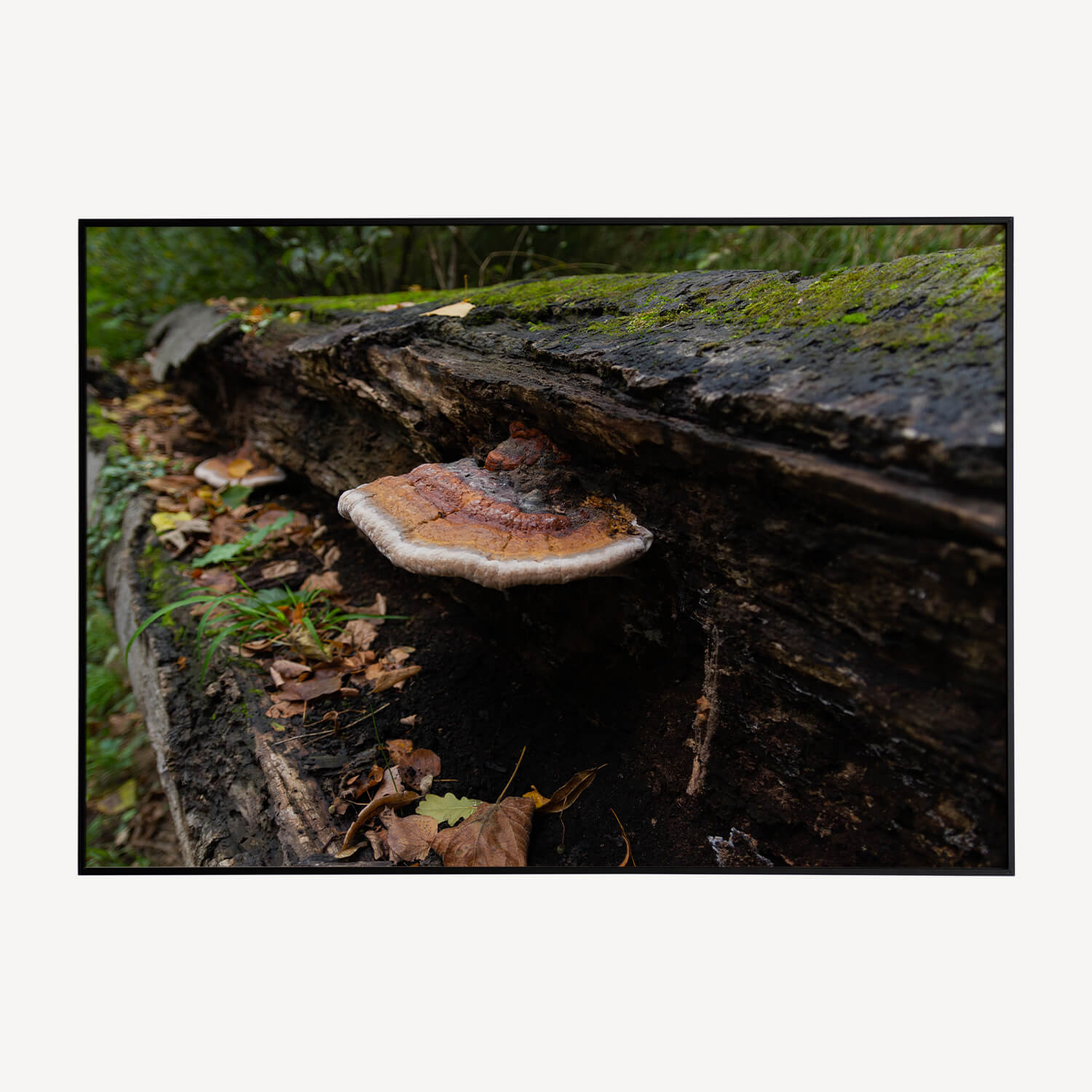 Paddenstoel Poster en Canvas Print