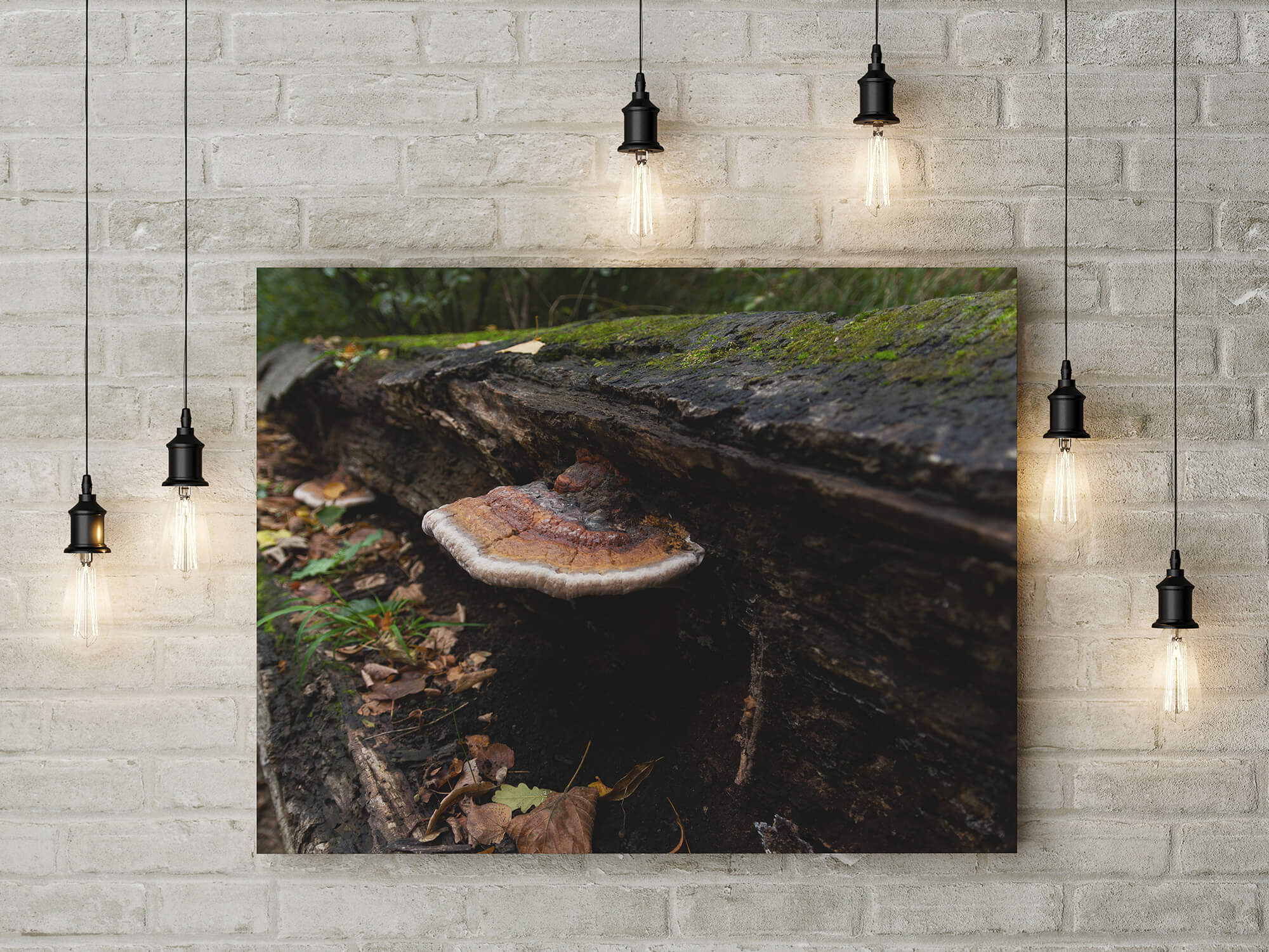 Paddestoel natuurfotografie