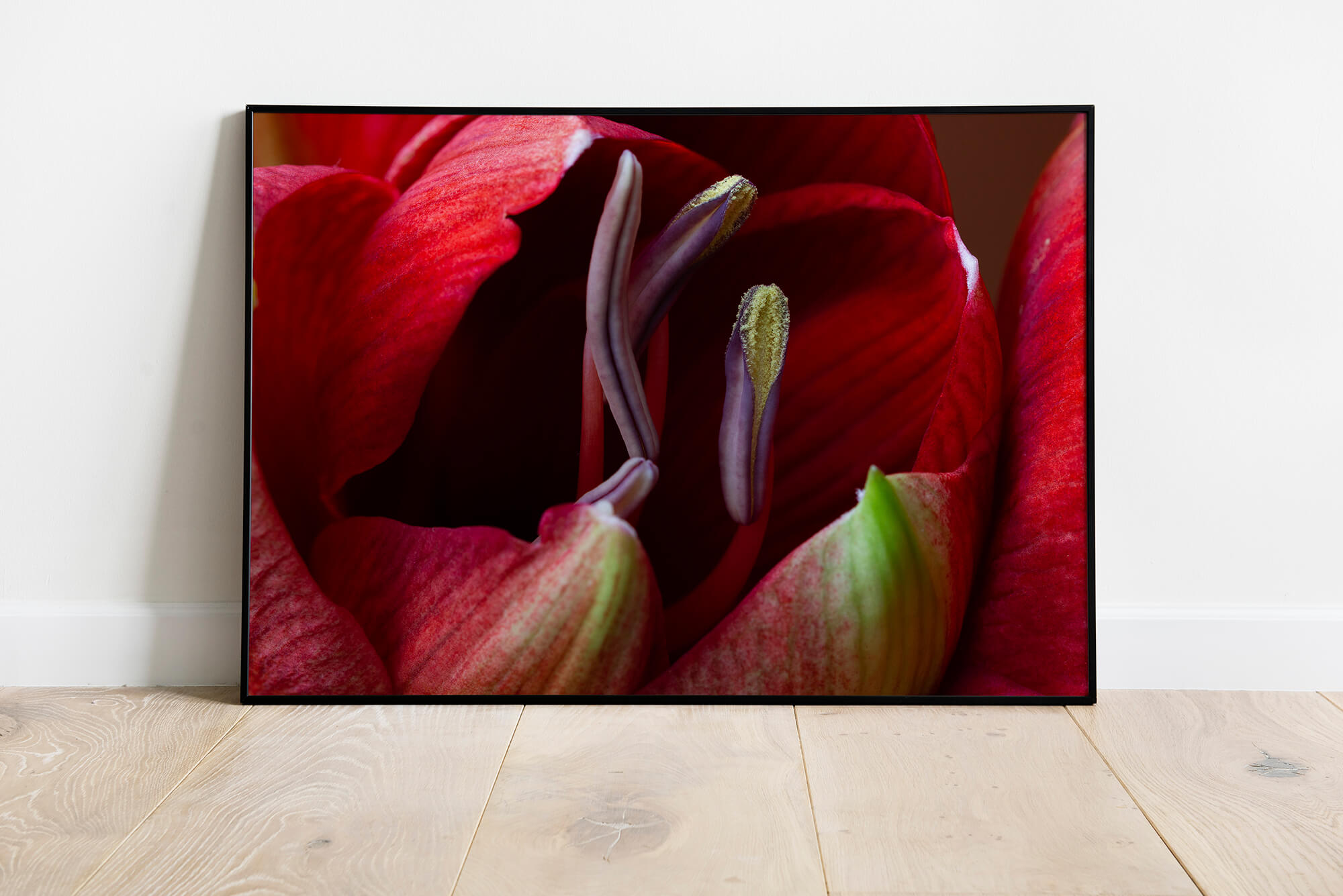 Amaryllis macrofotografie wanddecoratie