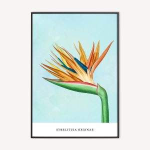 Strelitzia Watercolor Poster en Canvas Print