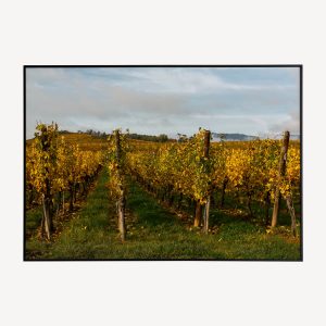 Wijngaard in de Herfst Poster en Canvas Print